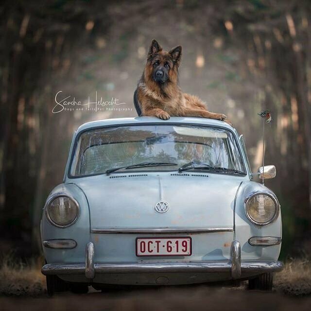 Фотограф из Бельгии снимает собак и винтажные автомобили. Получается очень органично!