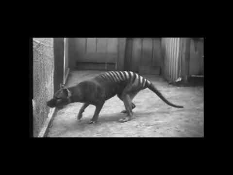 Редкие кадры последних известных тасманийских тигров в зоопарке Хобарта, 1933 год 