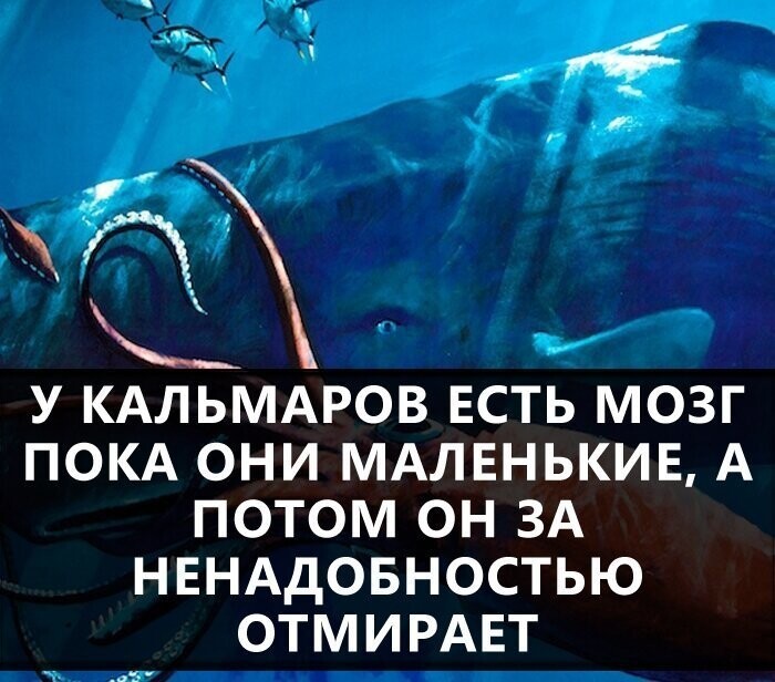 Первый признак Зомби Апокалипсиса - Кальмары в Думе. Похоже в России он уже начался