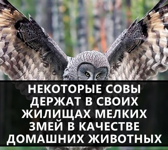 Первый признак Зомби Апокалипсиса - Кальмары в Думе. Похоже в России он уже начался