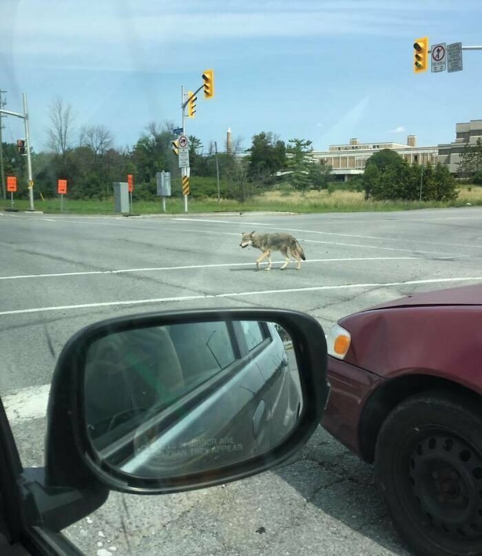 Даже койот, переходя улицу в Оттаве, соблюдает правила дорожного движения!