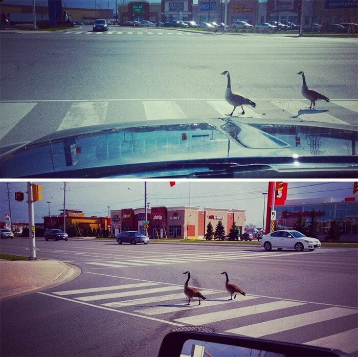 Даже гуси в Канаде знают, что такое пешеходный переход!