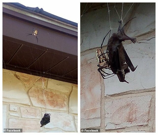 Гигантский паук поймал в свои сети летучую мышь