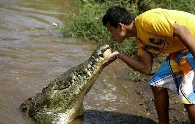 Кормление крокодила