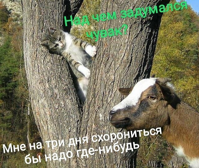 Прикольные и смешные картинки