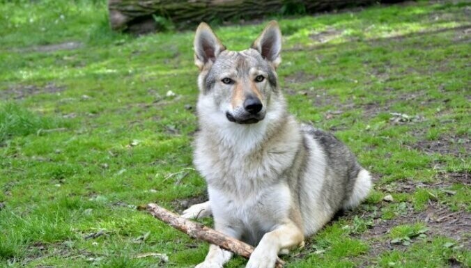 Чешская волчья собака