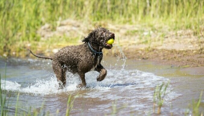 Романская водяная собака