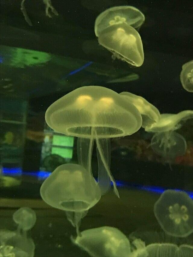 27. Медуза совершенной формы