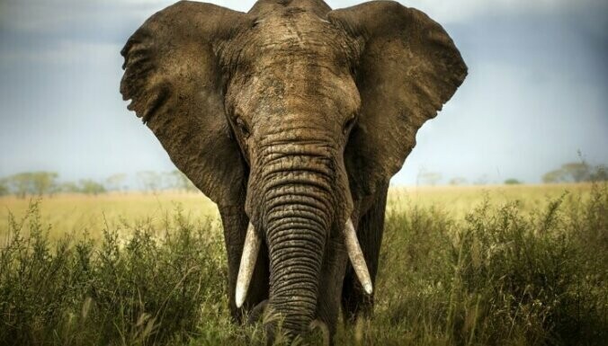 9. Африканские слоны