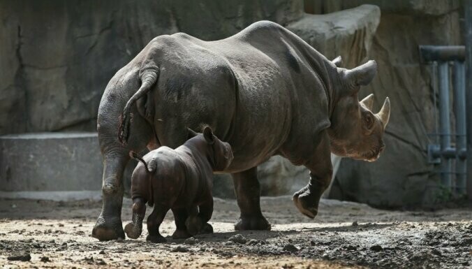 3. Носороги