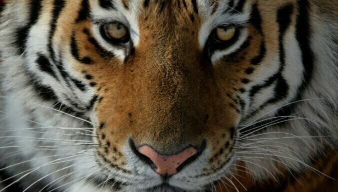 2. Тигр