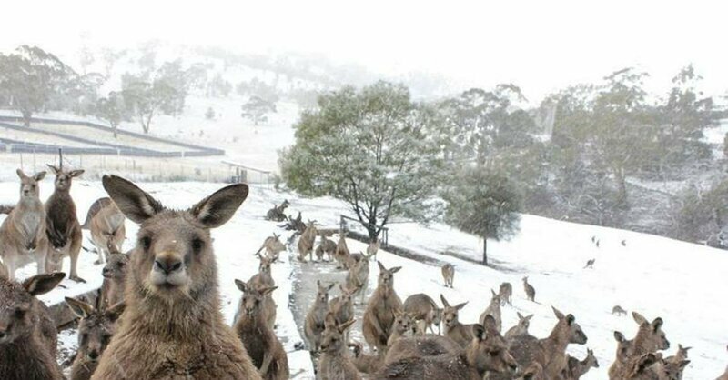 Впервые за 35 лет на юго-восточном побережье Австралии выпал снег