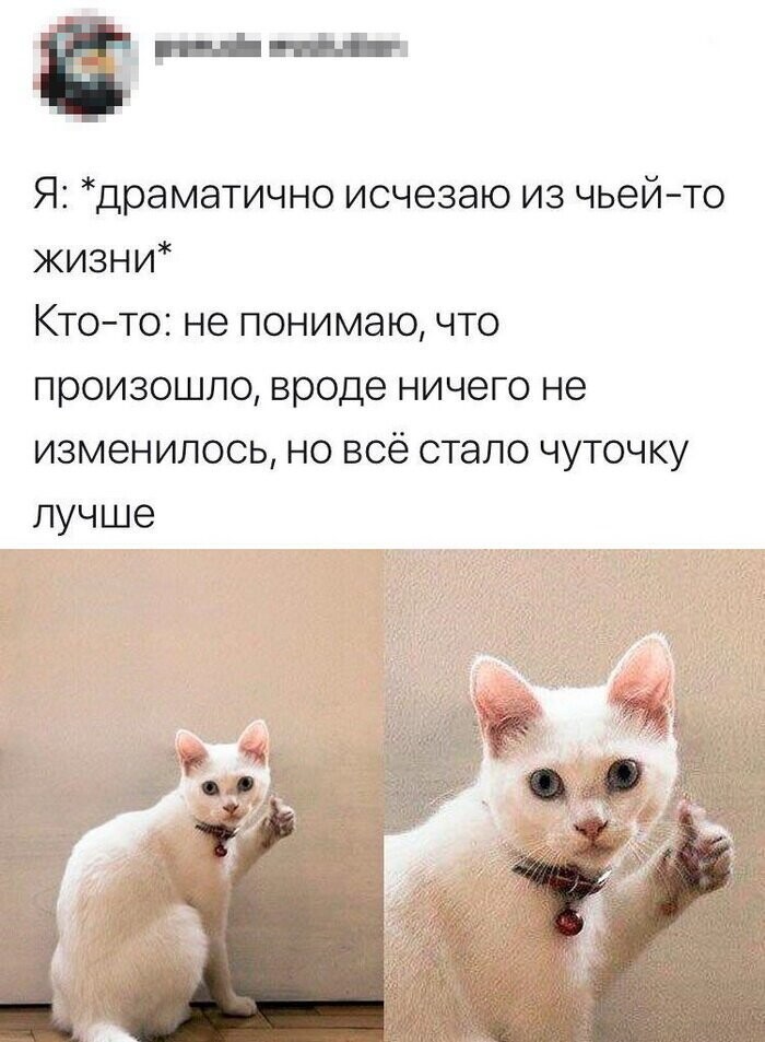 Скрины из социальных сетей