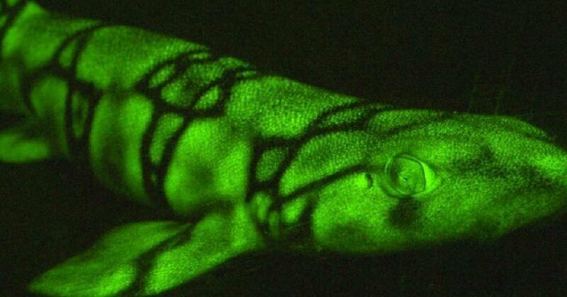 Сетчатая кошачья акула и калифорнийская раздувающаяся акула имеют биофлуоресцентное свечение