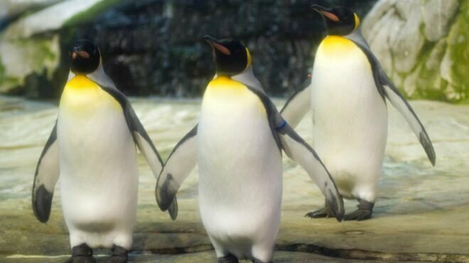 В Берлине пингвины-гомосексуалы пытаются завести потомство