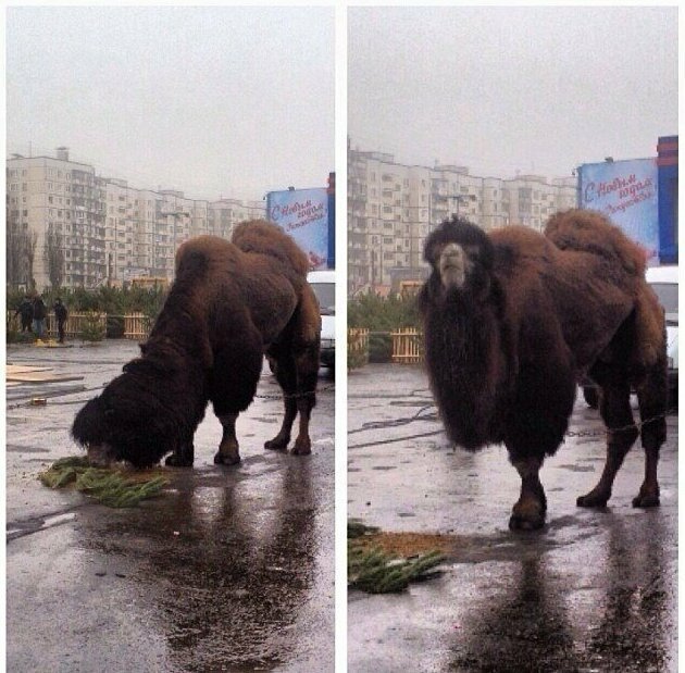 Просто верблюд, который в России кушает ёлку. Ну а чего вы хотели? Что ему в России кушать?