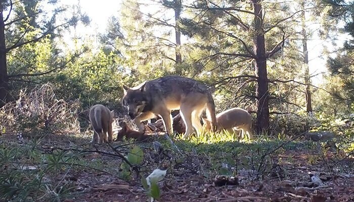 В единственной в Калифорнии волчьей стае появились на свет трое волчат