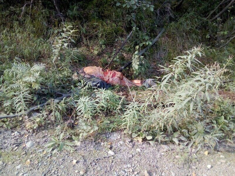 Медведь убил грибника на окраине поселка в Хабаровском крае
