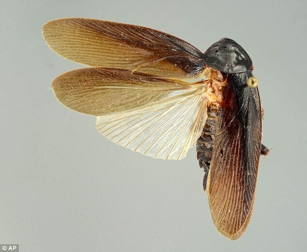 10 особенных насекомых Японии