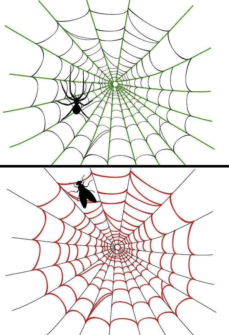 3. Почему другие животные попадают в сеть, а сами пауки - нет?