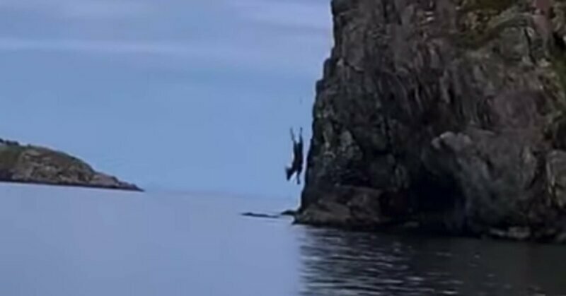 В Канаде сняли прыгающего со скалы в воду лося