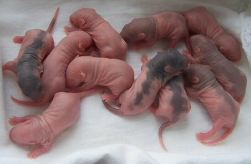 11. Репродуктивная система крыс настолько быстра, что 2 крысы могут стать предками миллиона крыс всего за 18 месяцев