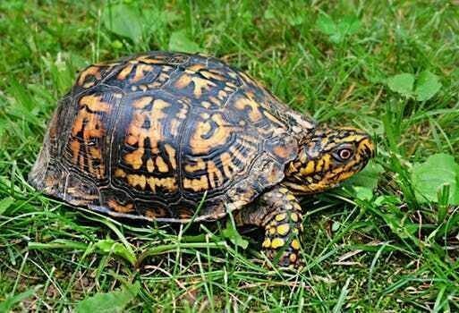 5. Некоторые черепахи умеют дышать только через анальное отверстие