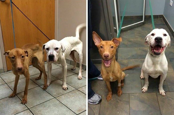 До и после: душераздирающие примеры перевоплощения собак, которые обрели любящих хозяев