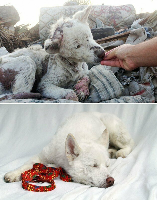 До и после: душераздирающие примеры перевоплощения собак, которые обрели любящих хозяев