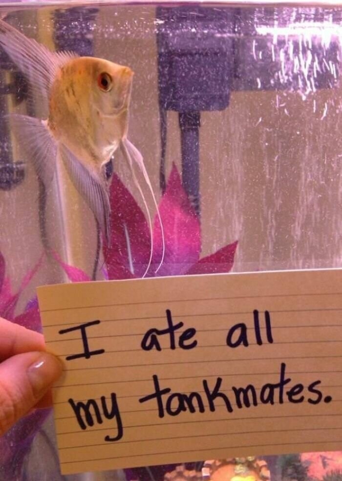 Рыбы, которым должно быть стыдно