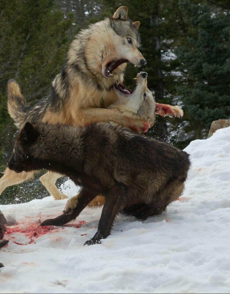 Турист стал свидетелем кровавой схватки гризли со стаей волков