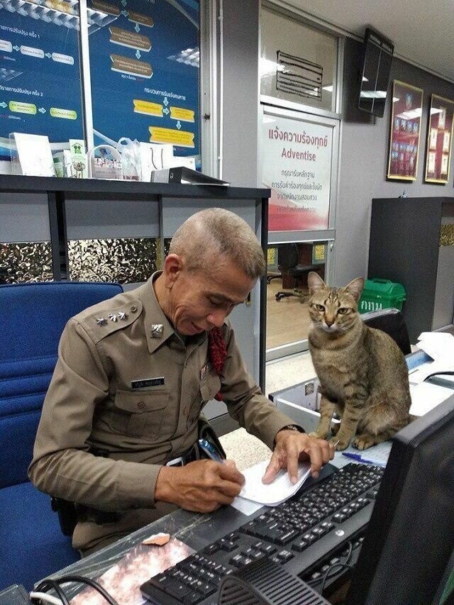 Кот несет службу вместе с полицейскими