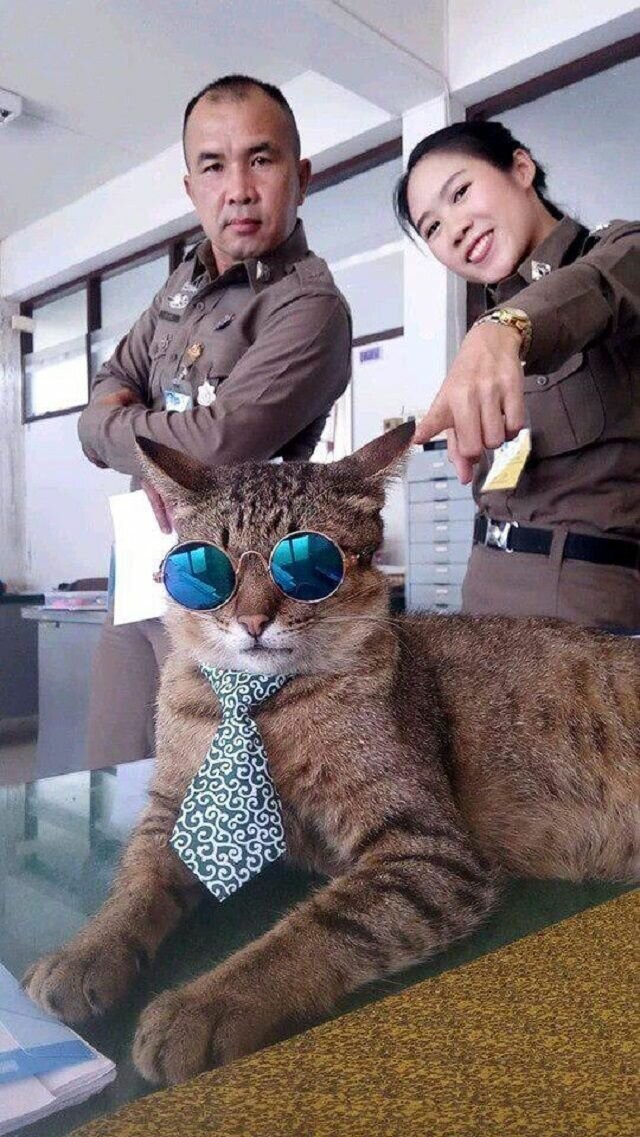 Кот несет службу вместе с полицейскими