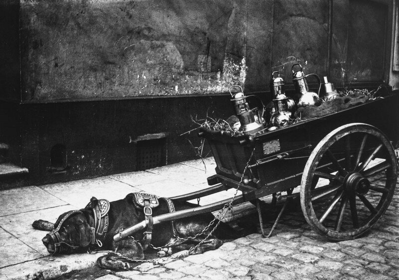 Собака, запряженная в повозку. Амстердам. Королевство Нидерландов. 1890-1910 годы.