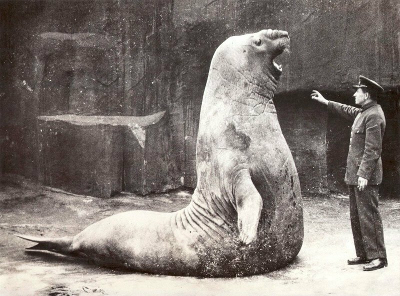 Морской слон Голиаф и его сторож в зоопарке Винсеннес, Париж, 1936 год