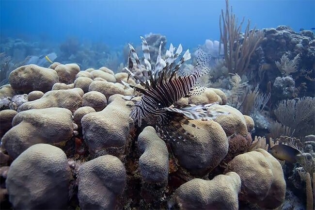 Стальной осьминог стал коралловым рифом