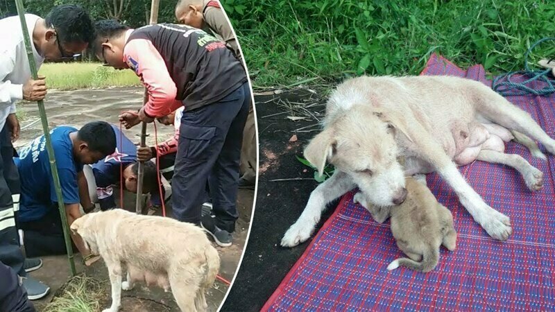 Собака позвала людей, чтобы спасти своих щенков