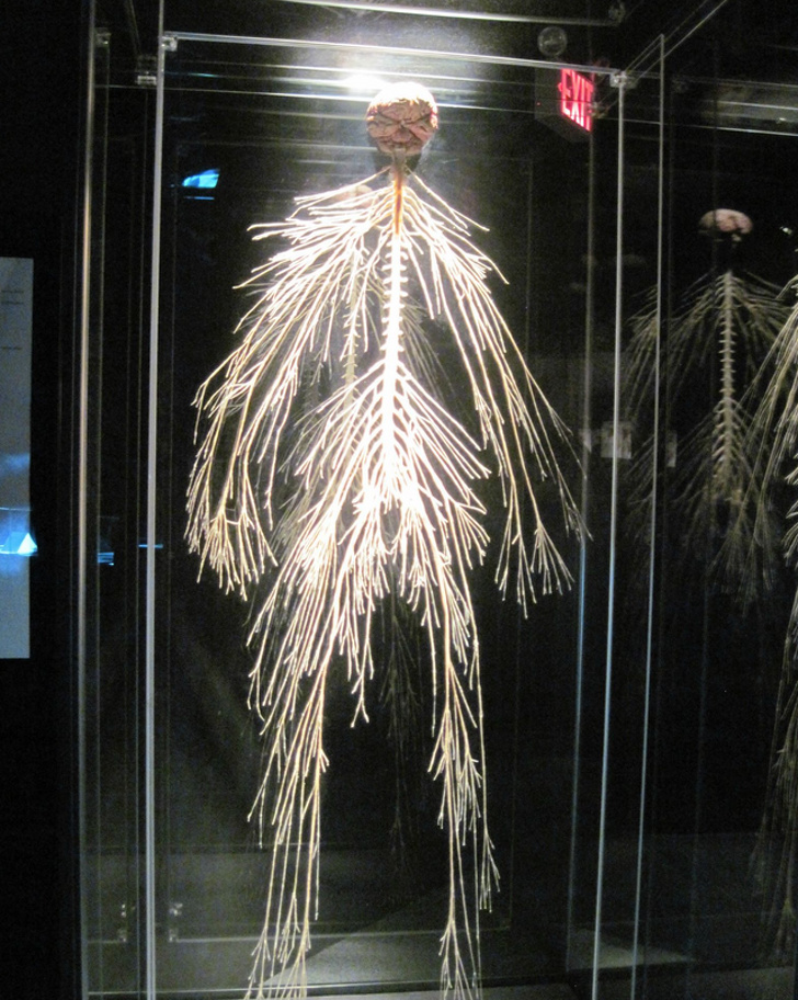 6. А так выглядит нервная система человека