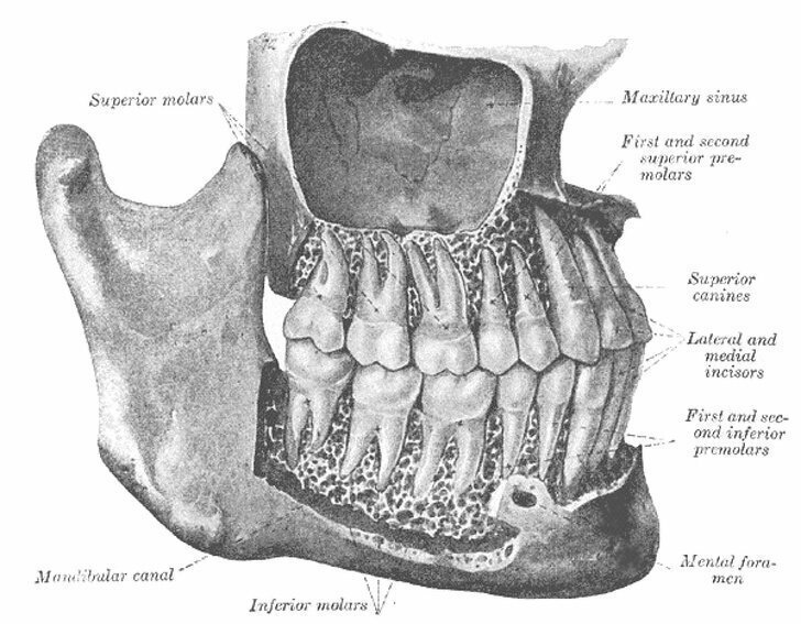 15. Фото, которое доказывает, насколько зубы больше, чем их визуально видимая часть