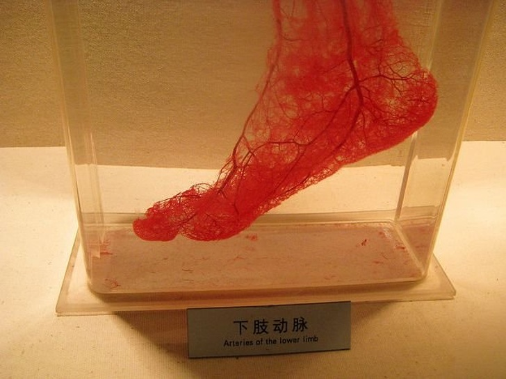 8. Кровеносные сосуды в ноге