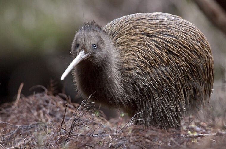 В Новой Зеландии полно опасных животных