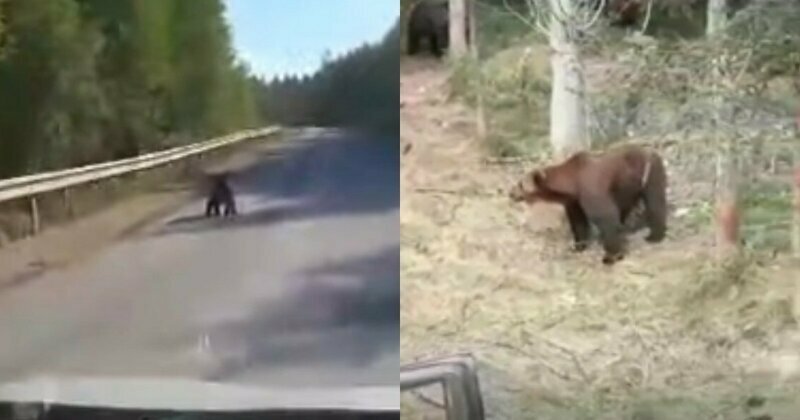 Голодные российские медведи все чаще стали выходить к людям