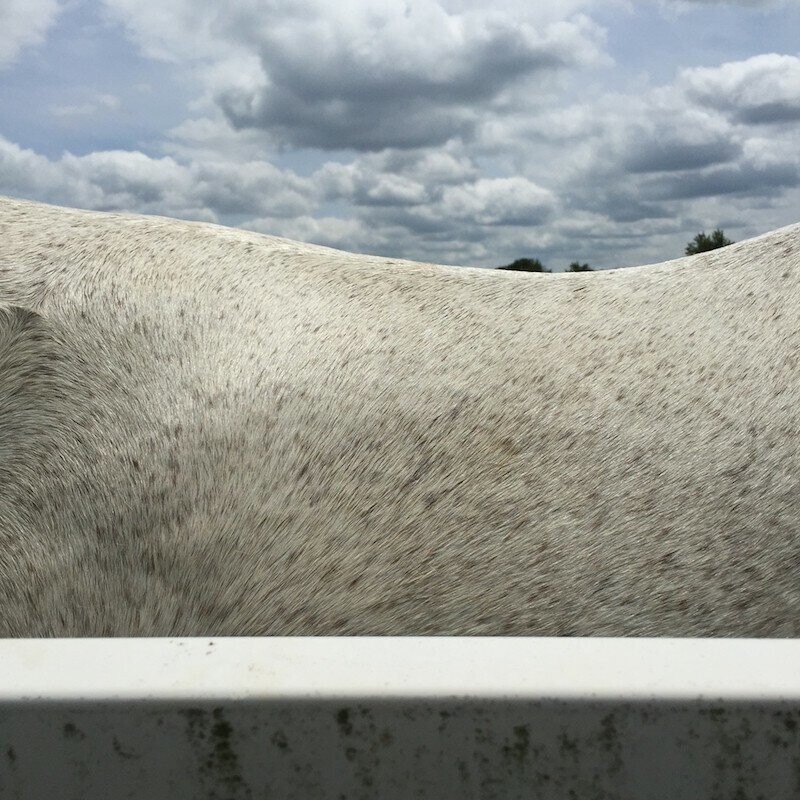 Лошадь видишь? А она есть: американский фотограф снимает лошадей так, что их никто не видит