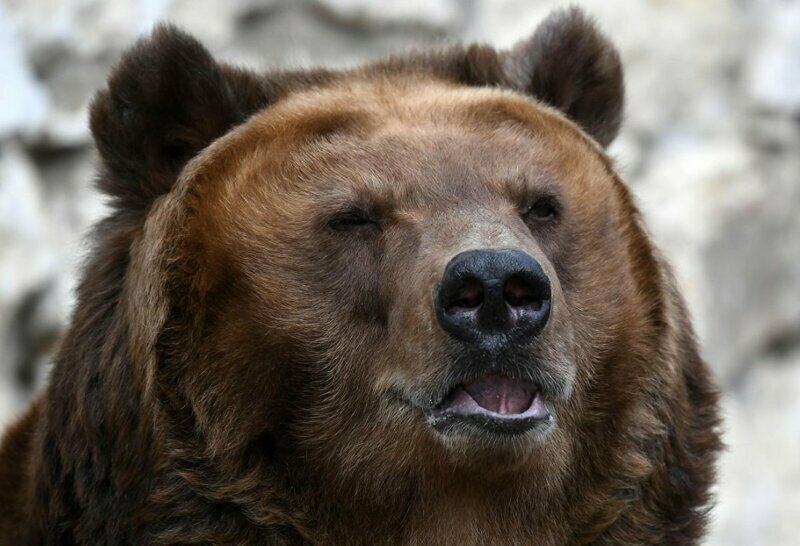 На Камчатке отстрелили больше 60  медведей