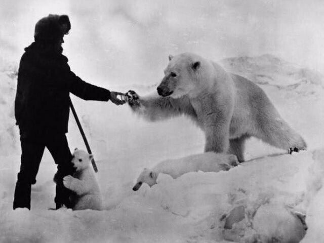 4. Кормление белого медведя в Антарктике, 1960 год