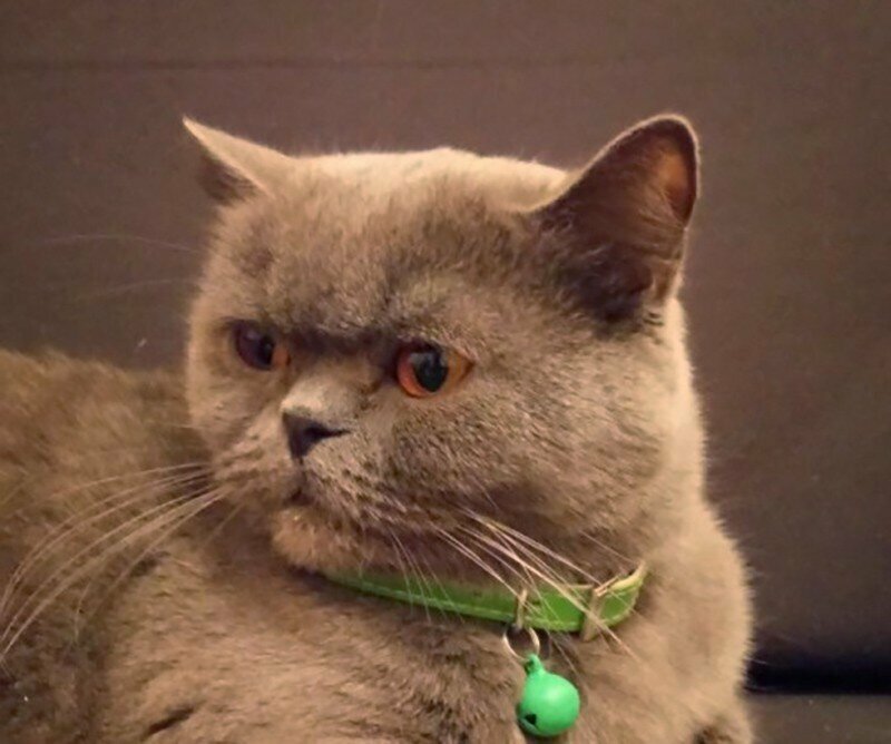 «Лечит от похмелья»: житель Ростова решил продать кошку за 15 млн рублей