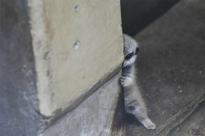 Фотограф заметил маленького суриката, спрятавшегося за стеной