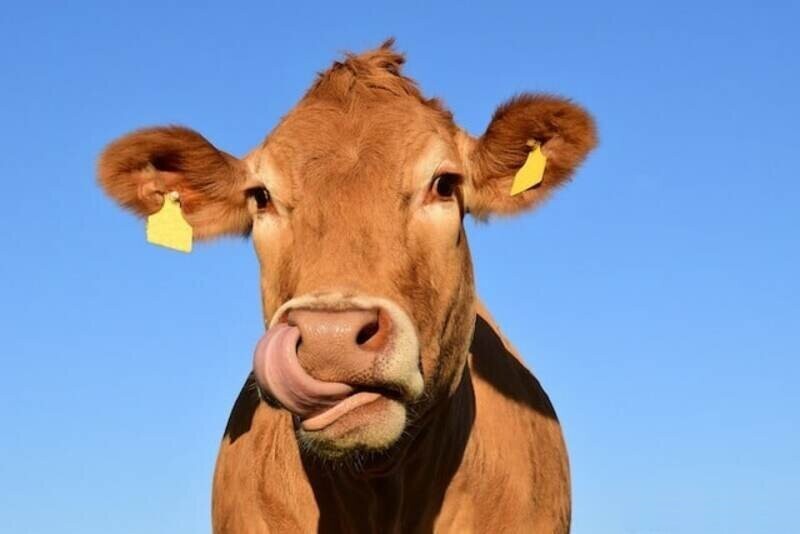  Дают ли больше молока коровы с кличкой, чем безымянные коровы?