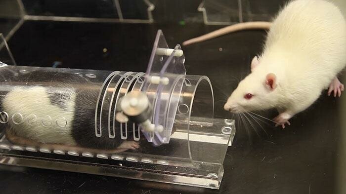Учёные пришли к выводу, что в приоритетах крысы освобождение пойманного в ловушку товарища было на том же уровне, что и поедание шоколада