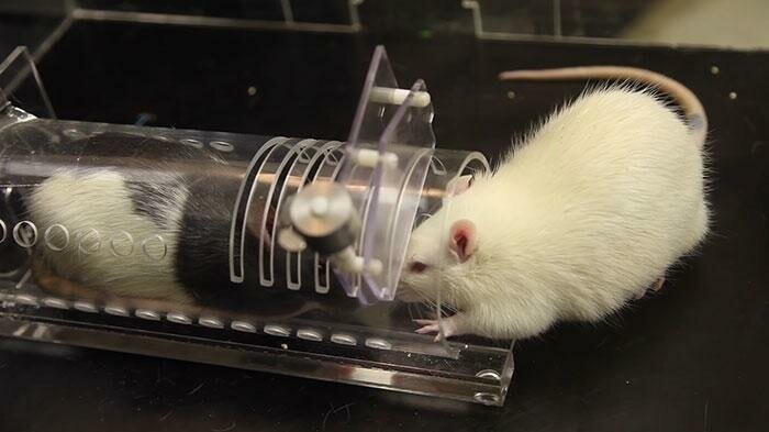 Чтобы окончательно доказать, что крысами движет сострадание, профессор Мейсон провела еще один эксперимент, в ходе которого свободным крысам давали лекарство от тревоги, и из-за чего они больше не освобождали пойманную крысу